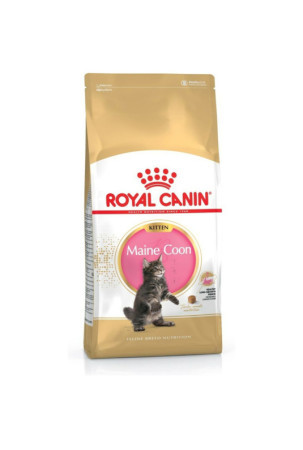 Kačių maistas Royal Canin Maine Coon Kitten Višta Paukščiai 4 Kg