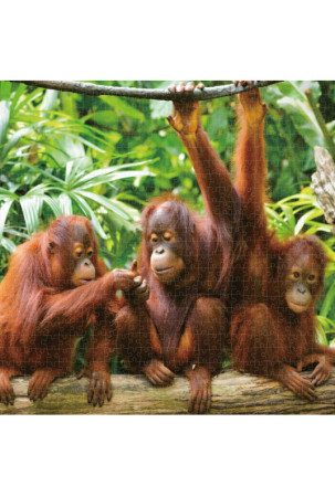 Dėlionė Colorbaby Orangutan 6 vnt. 68 x 50 x 0,1 cm